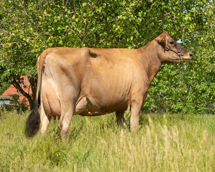 VJ Hirts Daughter No 40834 6685 From Thomas Søgaard, Stoholm Jylland (1) Reduceret (1)