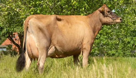 VJ Hirts Daughter No 40834 6685 From Thomas Søgaard, Stoholm Jylland (1) Reduceret (1)