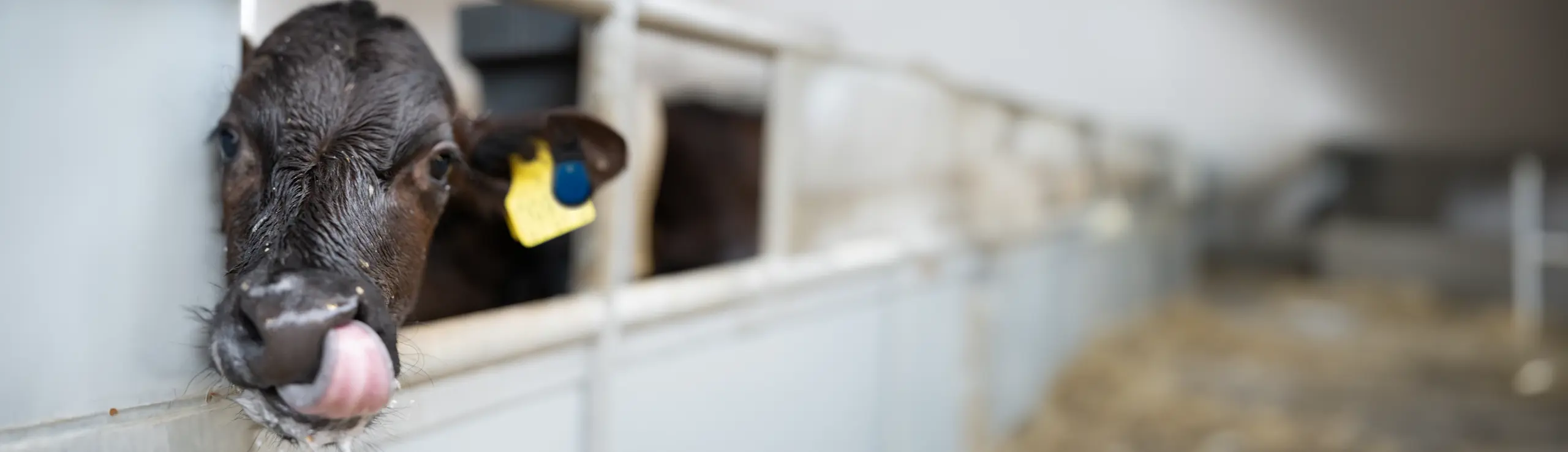 Kalv Der Slikker Sig Om Munden