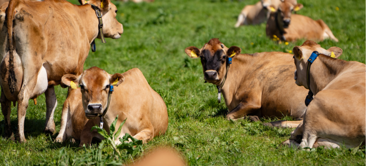 Jerseykøer Med Sensehub