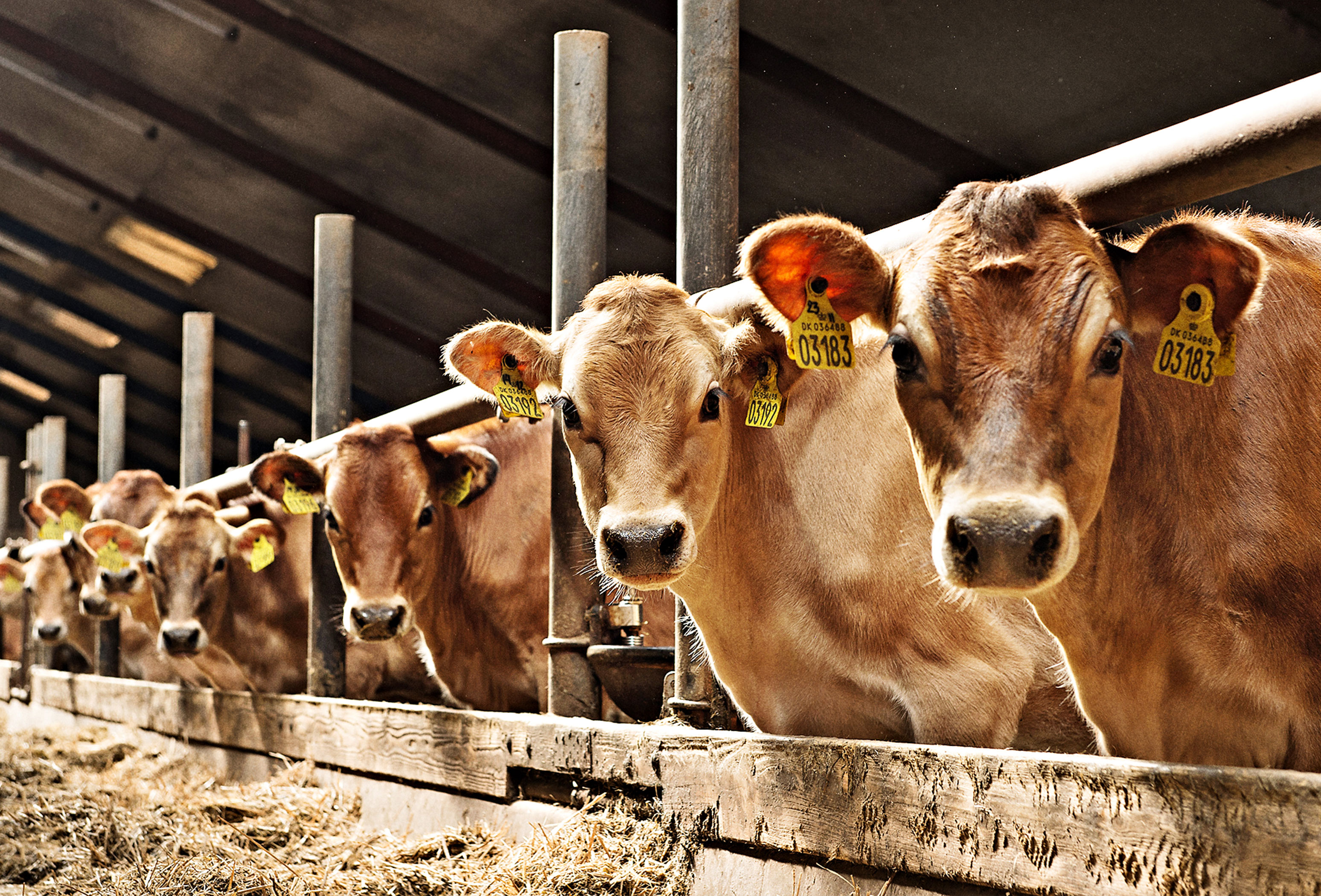 Haugaard421 Frit Layout Vn Srgb Web