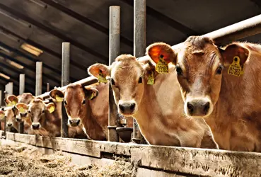 Haugaard421 Frit Layout Vn Srgb Web