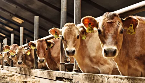 Haugaard421 Frit Layout Vn Srgb Web