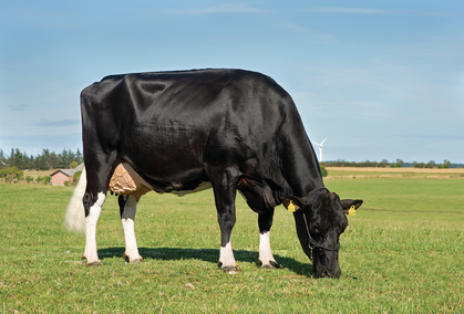 VH Merrit Daughter No 39617 4590 From IS Lille Djernæs Thisted