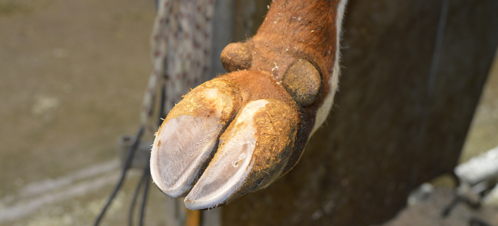Trimmed Klov Efter En Klovbeskæring