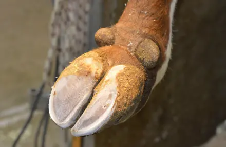 Trimmed Klov Efter En Klovbeskæring