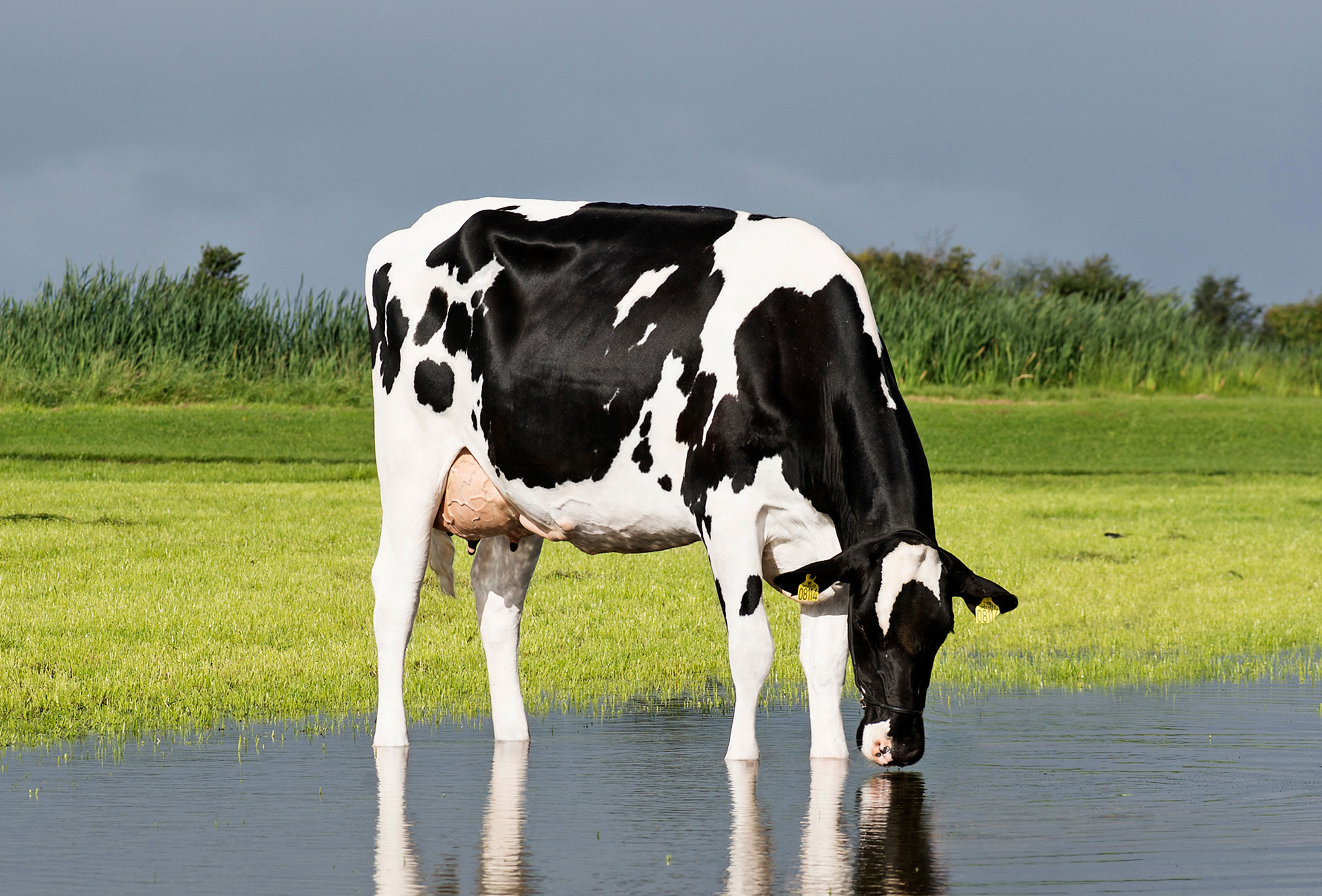 VH Dent RC Daughter No 31472 8114Gaardsted Højgaard IS Løgstør