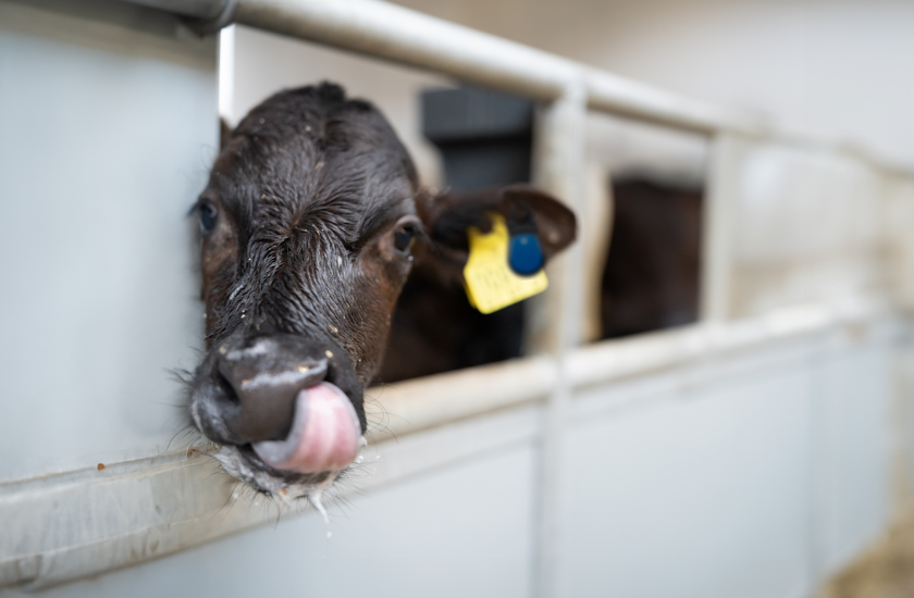 Kalv Der Slikker Sig Om Munden Med Eartag