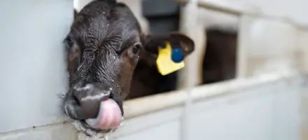 Kalv Der Slikker Sig Om Munden Med Eartag