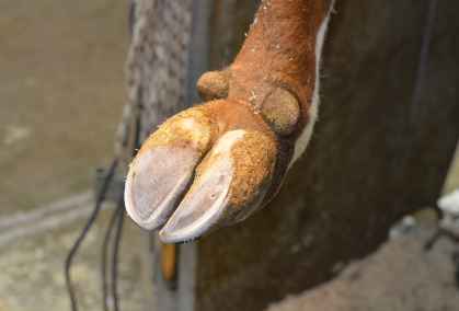 Trimmed Klov Efter Beskæring
