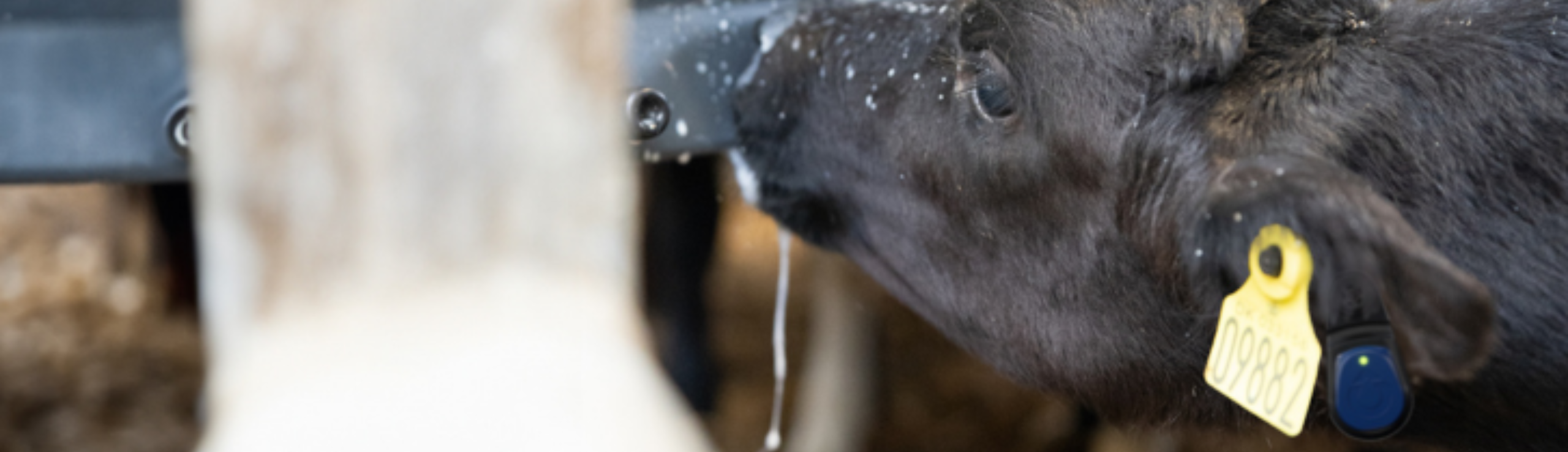 Kalv Med Sensehub Youngstock