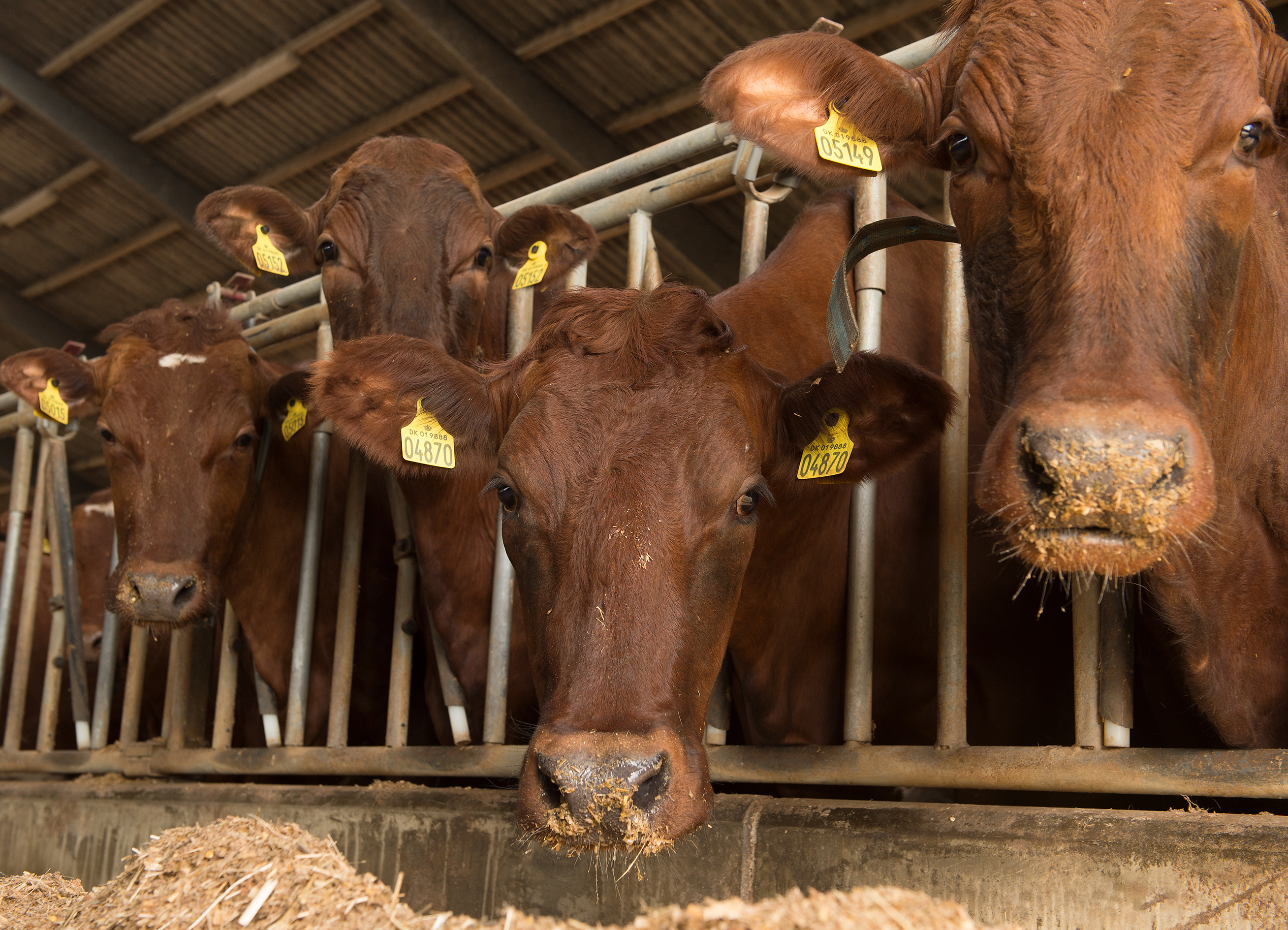 Hvelplund 802 Uden Alex