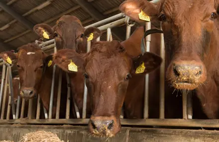 Hvelplund 802 Uden Alex