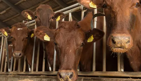 Hvelplund 802 Uden Alex