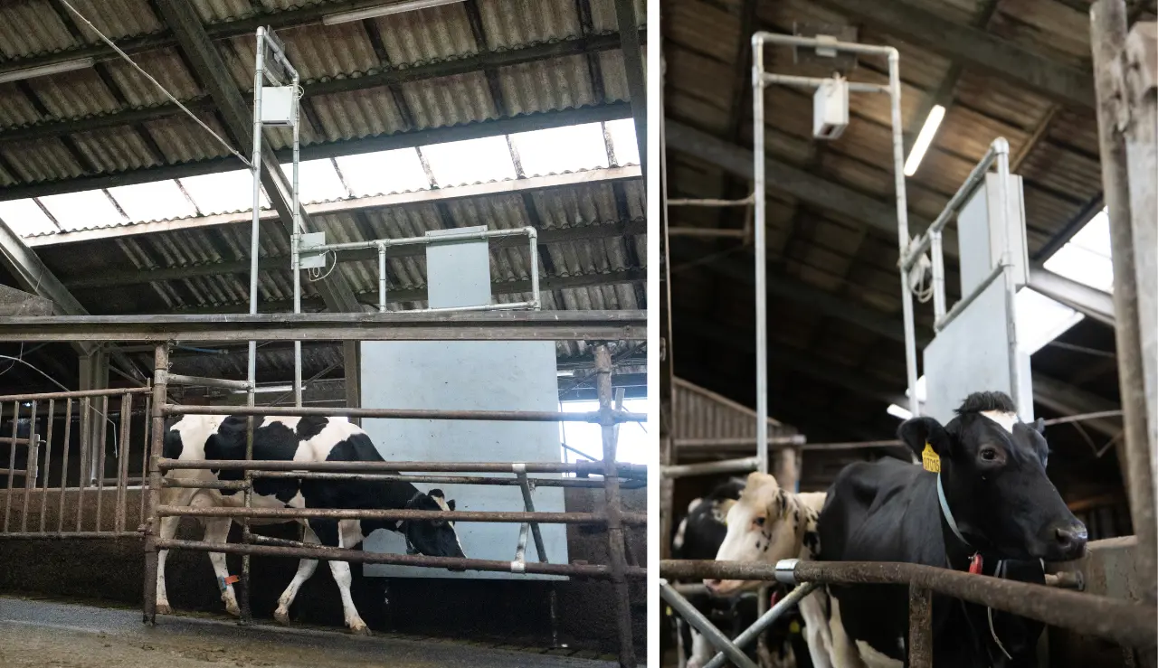 Holsteing Ko Der Går Igennem Cowfit